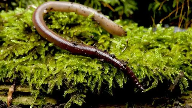 Сохранение и безымянные дождевые черви: Оценщики в темноте?