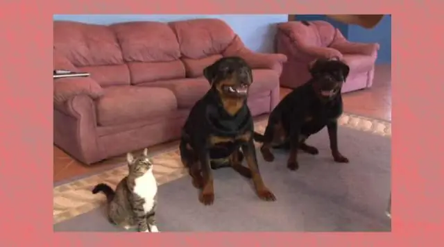 Волкам нужно пространство для передвижения, чтобы контролировать растущую популяцию койотов