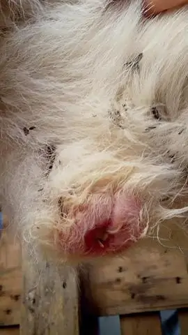 Возможная альтернатива антибиотикам