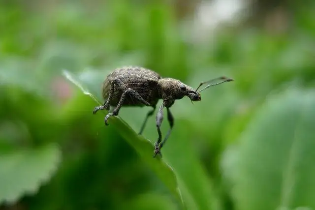 Мамы Cowbird разборчивы в выборе приемных родителей для своих детенышей