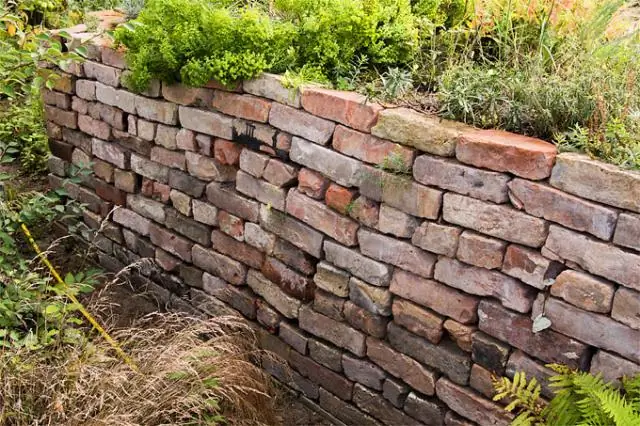 Ящерицы могут быть поражены огненными муравьями и социальным стрессом вместе взятыми