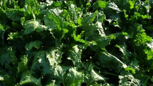 Увеличение засушливости и дублирование землепользования может привести к социальным и экономическим конфликтам в засушливых районах