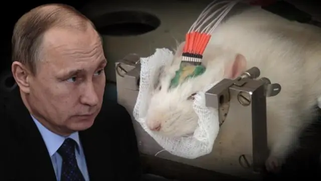 Секретное оружие умных бактерий, отслеженных для «сладкоежек»: может помочь фермерам, выращивающим хлопок, бороться с фитофторозом