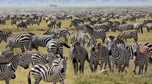 Зебры следуют своей памяти при миграции