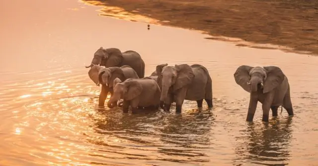 Прогнозирование угроз тропическим лесам: новый подход