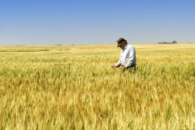 Повышение урожайности пшеницы за счет увеличения размера зерна, массы