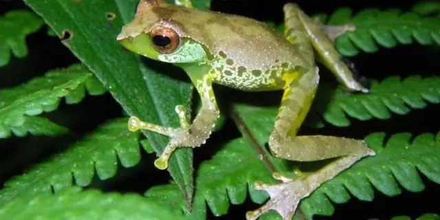 Новый вид лягушек из Неотропиков носит свое сердце на коже
