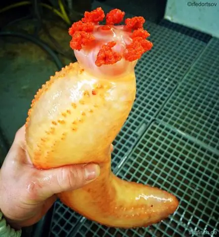 Как популярность морских огурцов угрожает прибрежным сообществам