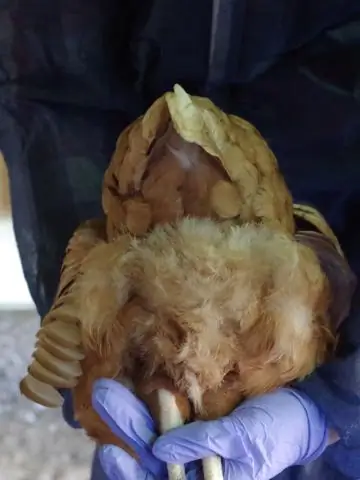 Биологи нашли недостающее звено для «безопасного» сигнала у растений