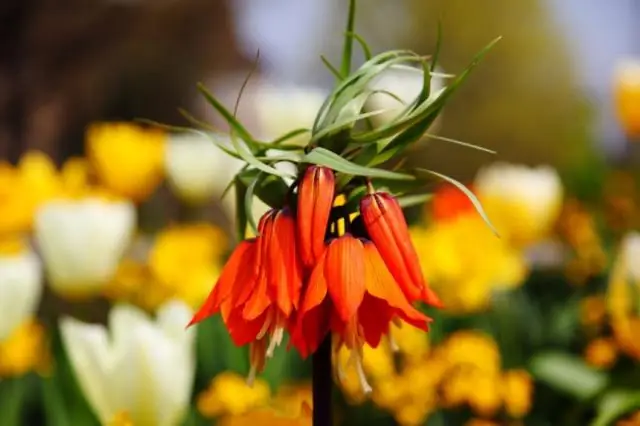 Химический состав растений, столкнувшихся с различными сценариями стресса