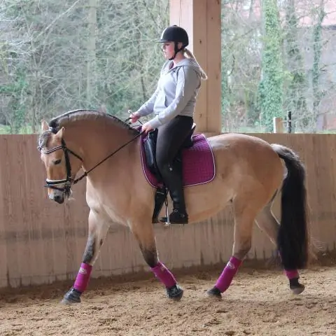 Красочная рептилия служит барометром воздействия угольных отходов на здоровье