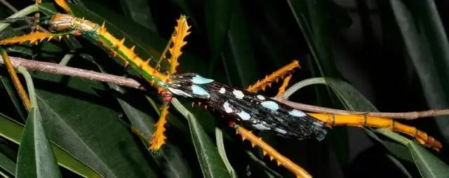 Генетический анализ птиц Нового Света подтверждает непроверенное эволюционное предположение