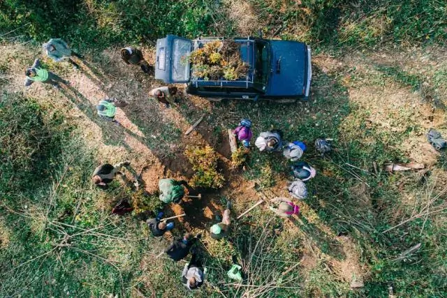 Изменение климата может изменить воздействие лесных патогенов на деревья