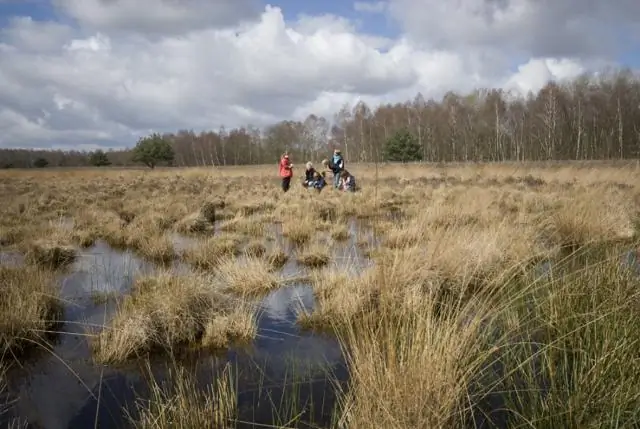 Свалка токсичных отходов в Нидерландах теперь улавливает и хранит углерод
