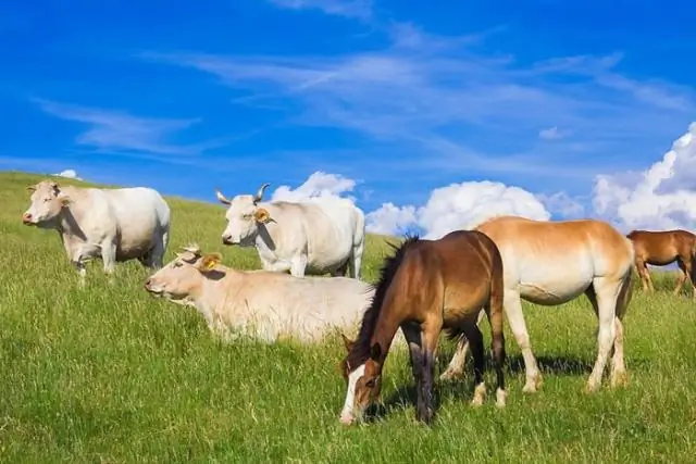 Лошади пережевывают так же, как жвачные животные