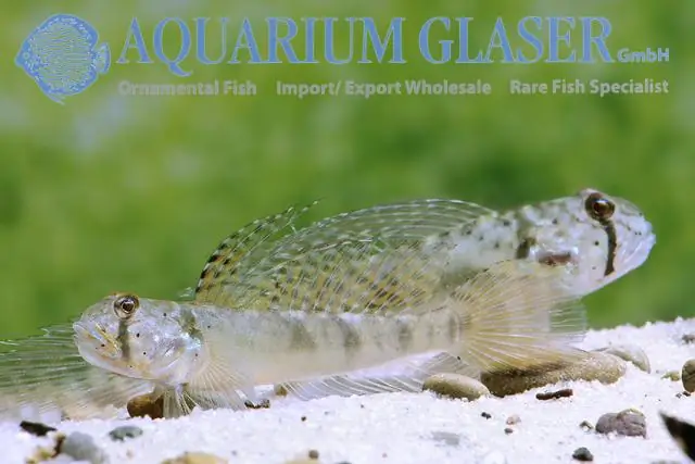 Подкисленная океанская вода широко распространена вдоль западного побережья Северной Америки