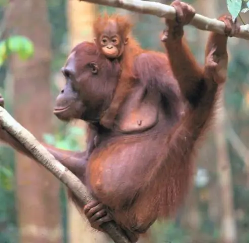 Как и шимпанзе, люди могут утешать жертв агрессии из сочувствия: социальная близость, уровень угрозы влияют на вероятность физического утешения