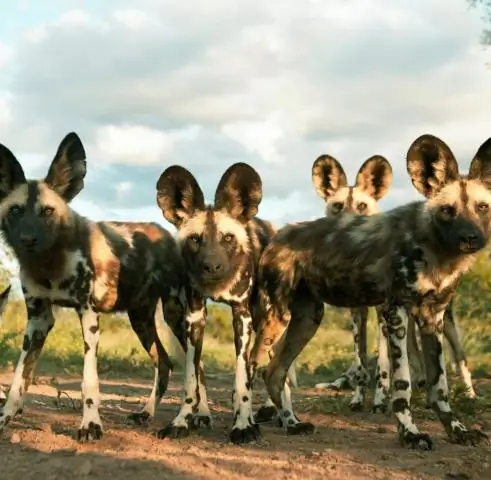 Новое открытие: бакланы могут слышать под водой