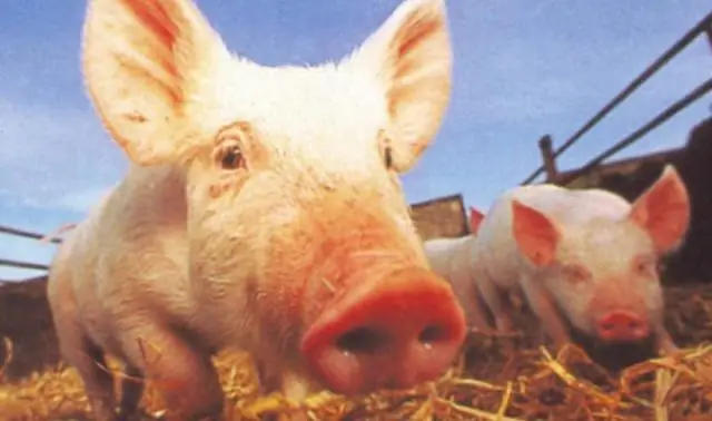 Негативное влияние цинка на усвояемость минералов можно смягчить, показывают исследования