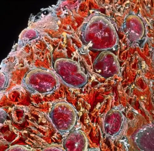 Клетки кислого вкуса обнаруживают воду: путь восприятия кислого вкуса также опосредует обнаружение воды в языке млекопитающих