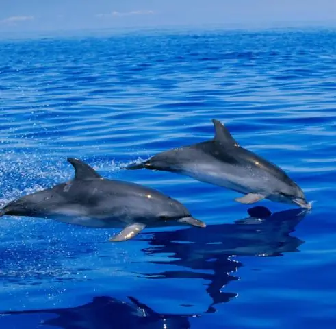 Нейробиологи перепрограммировали мозг одного вида, чтобы иметь связь с другим