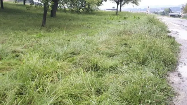 Окаменевшие кораллы более устойчивы к изменению климата, чем предполагалось: исследователи показали, как кораллы создают твердые скелеты