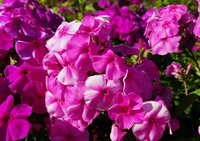 Лучшее окрашивание корней – у растений