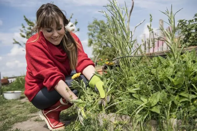 Ученые нашли способ хирургическим путем удалить сорняки, препятствующие росту урожая