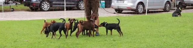 Первое долгосрочное исследование водно-болотных угодий бассейна Мюррей-Дарлинг выявило серьезное воздействие плотин