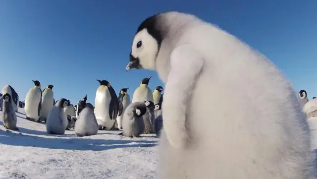 Размножающиеся пары птиц объединяются, чтобы противостоять изменению климата
