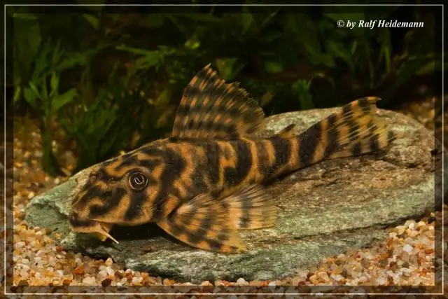 Расщепление углекислого газа с использованием недорогих каталитических материалов