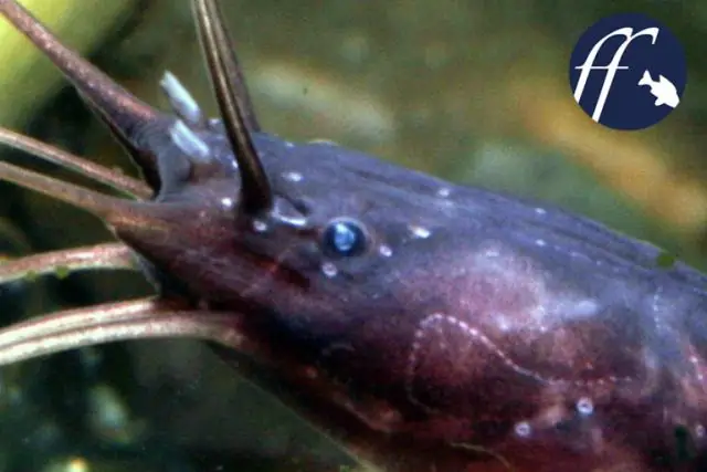 Эти рыбы со специальными губами питаются острыми, как бритва, жалящими кораллами