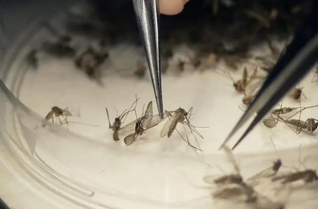 Разработка новой вакцины против Зика