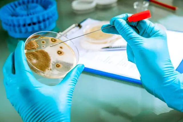 Устойчивые к антибиотикам бактерии в готовых к употреблению пищевых продуктах