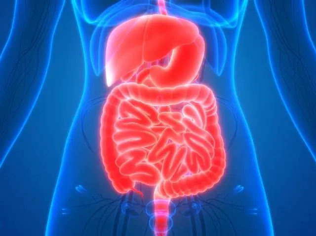 Кишечные бактерии могут защитить больных раком и беременных женщин от Listeria