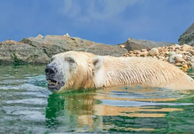 Глобальное потепление может вызвать всплеск астмы и симптомы аллергии