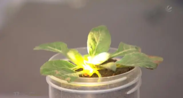 Борьба с сорняками с помощью лазеров