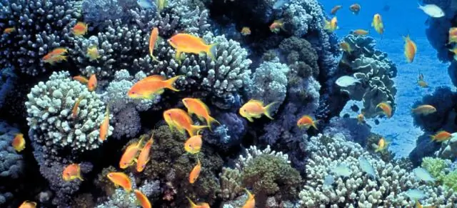 Заглянуть внутрь коралла