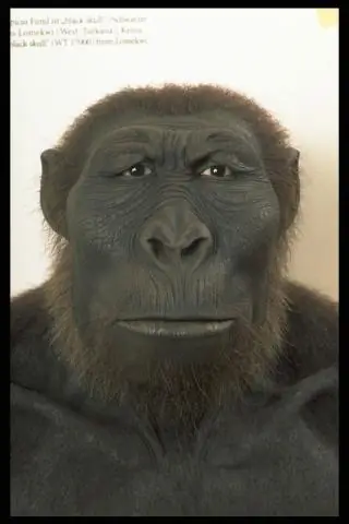 Первый в своем роде: Древнейший человек разумный: ученые обнаружили останки древнейших представителей рода Homo sapiens в Джебель-Ирхуде, Марокко