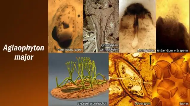 Найден самый старый в мире ископаемый гриб