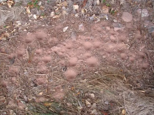 Стратегии бегства и охоты пустельги меняются в зависимости от погоды: даже в этом случае эти маленькие хищники расходуют постоянное количество энергии на поход за пищей