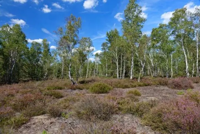 Красные и восточные волки, вероятно, не являются недавними гибридами