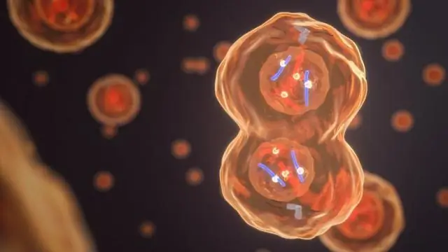 Расшифровка механизма роста грибов: Клетки грибов не растут путем деления, а расширяются почти бесконечно; видеопоследовательность иллюстрирует рост