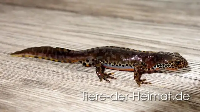 Вымершие ранние киты слушались, как их сородичи на суше, свидетельствуют окаменелости