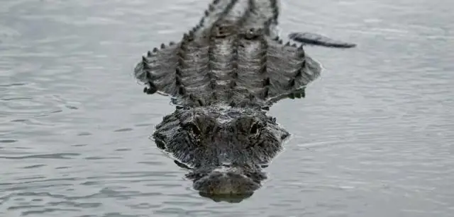 Потерянная экосистема найдена похороненной в иле прибрежных вод южной Калифорнии