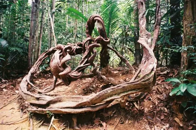 Лианы подавляют производство плодов и семян деревьев в тропических лесах