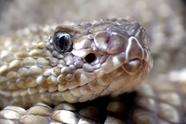 Грохот ДНК толкает транскрибаторов к мишеням