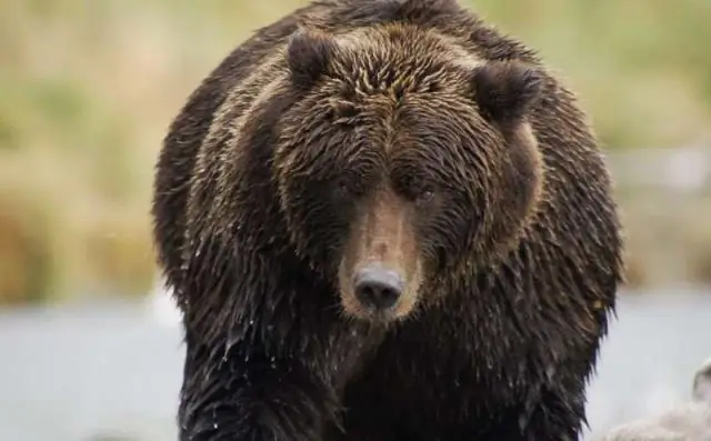 Пойменные фермы приносят пользу молоди лосося: сельскохозяйственные угодья могут приносить пользу популяциям лосося в Калифорнии