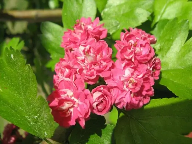 Борьба с бактериальным ожогом и обнаружение сальмонеллы