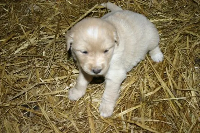 Новый инструмент помогает выбрать щенков, наиболее подходящих для дрессировки собак-поводырей